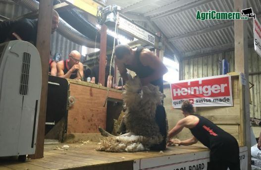 New Zealander sets new sheep shearing world record