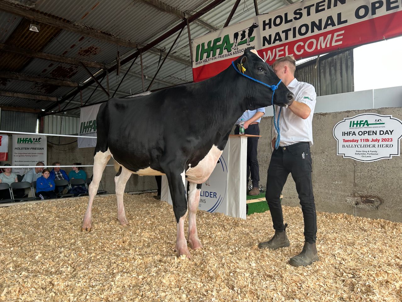 Ballyclider open day sale sees price reach 3,350gns