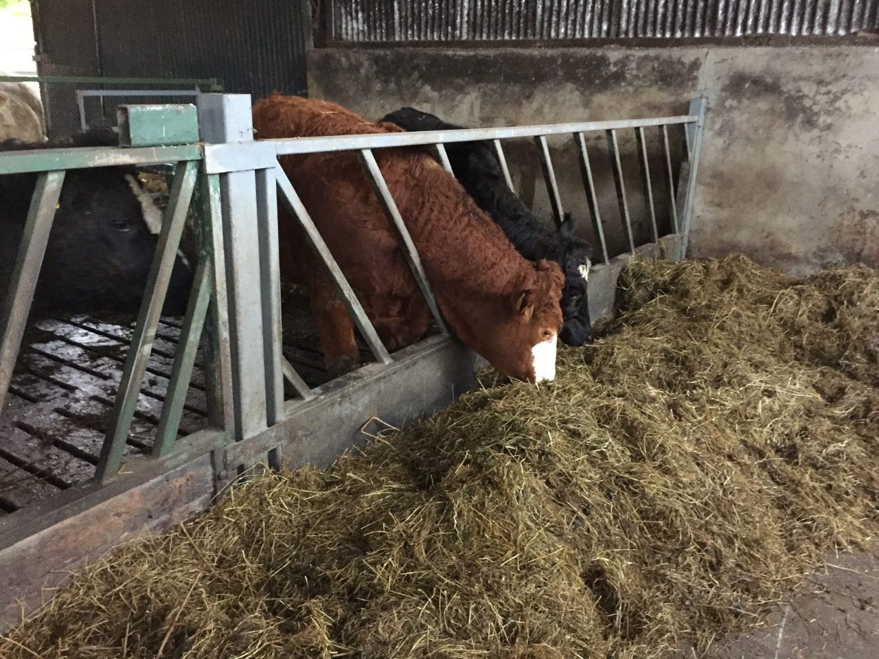 Getting winter housing right on organic beef farms