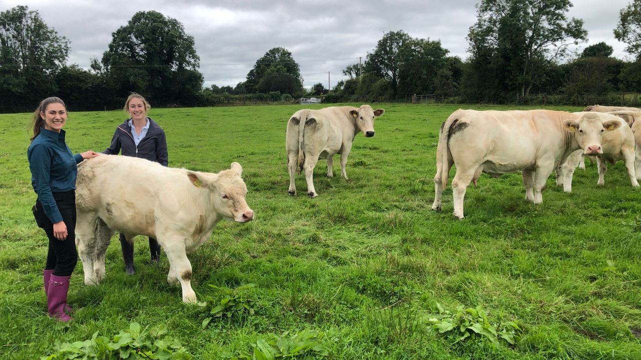 Beef Focus Revisit: Galway sisters producing prime suckler progeny