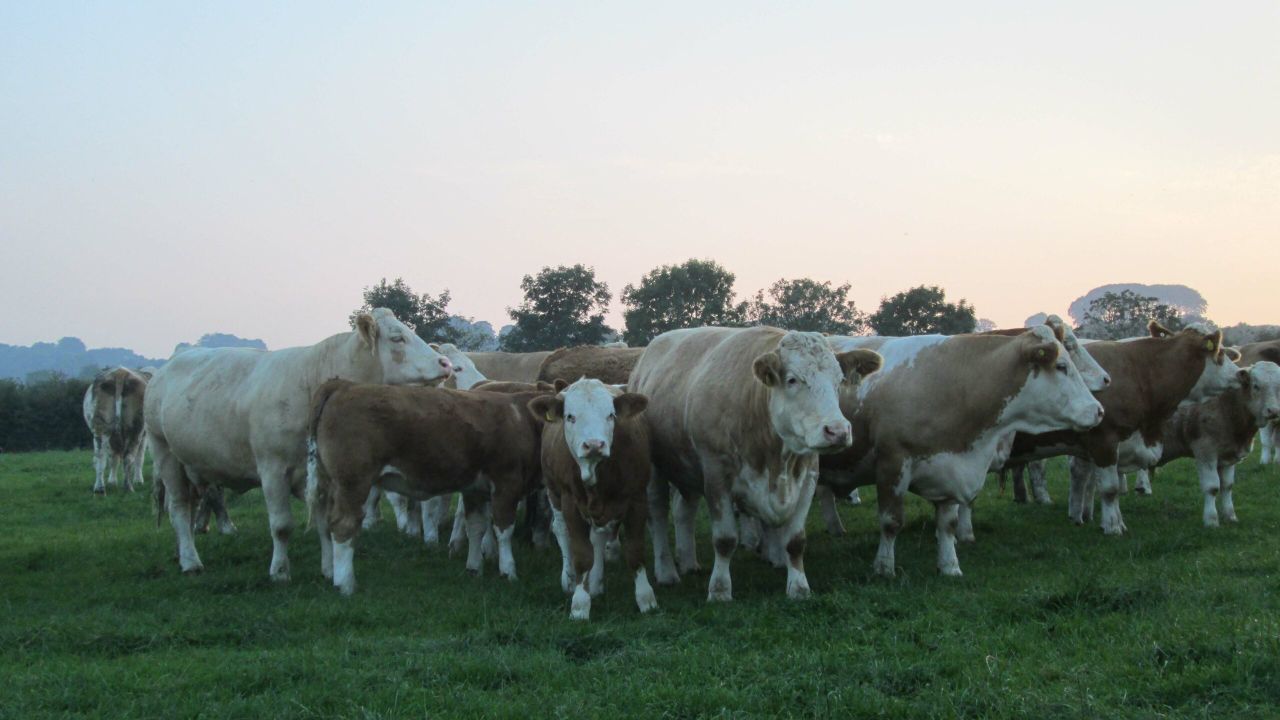 The times they are a changing for the Irish beef industry