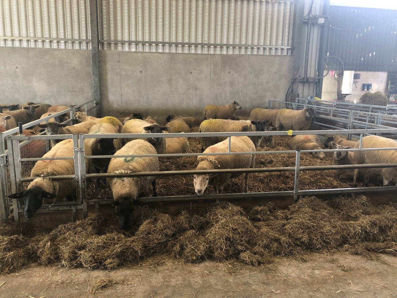 What are the dangers associated with under and overfeeding ewes?