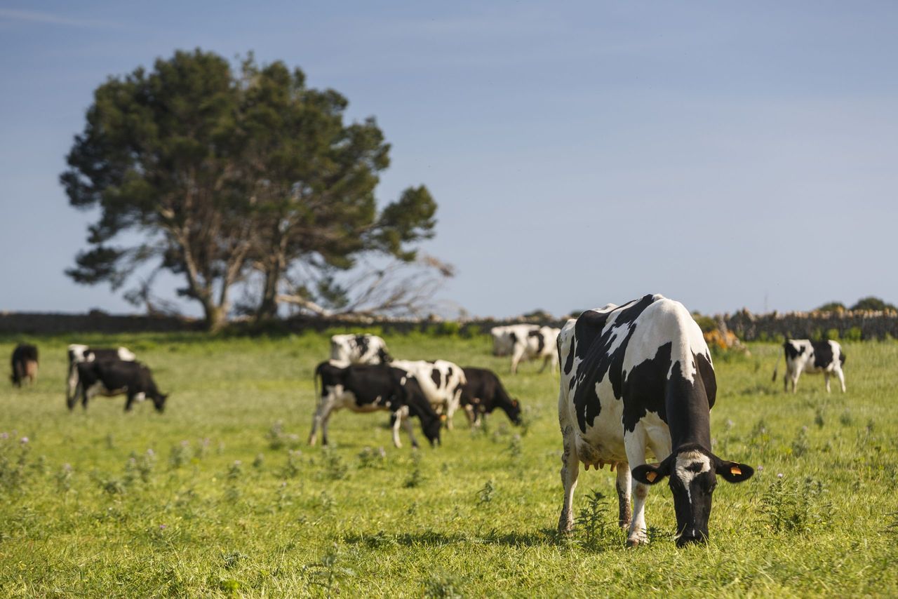 ICOS 'deeply concerned' about Habitats Directive compliance and nitrates derogation