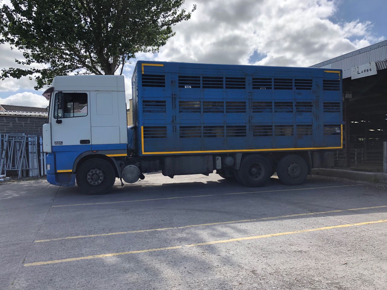 Truckloads of lambs arriving from the UK: 'It's a disgrace'- ICSA