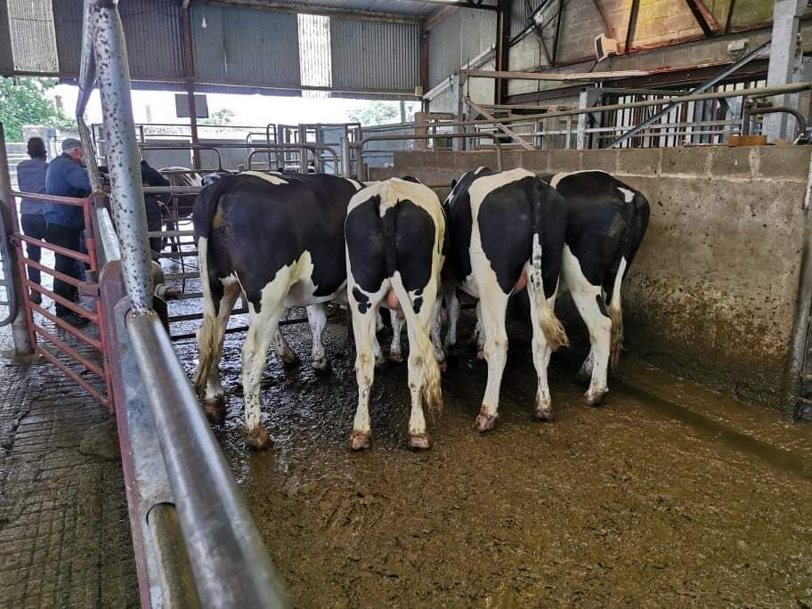 2,000 Friesian bulls weighing over 200kg wanted for export