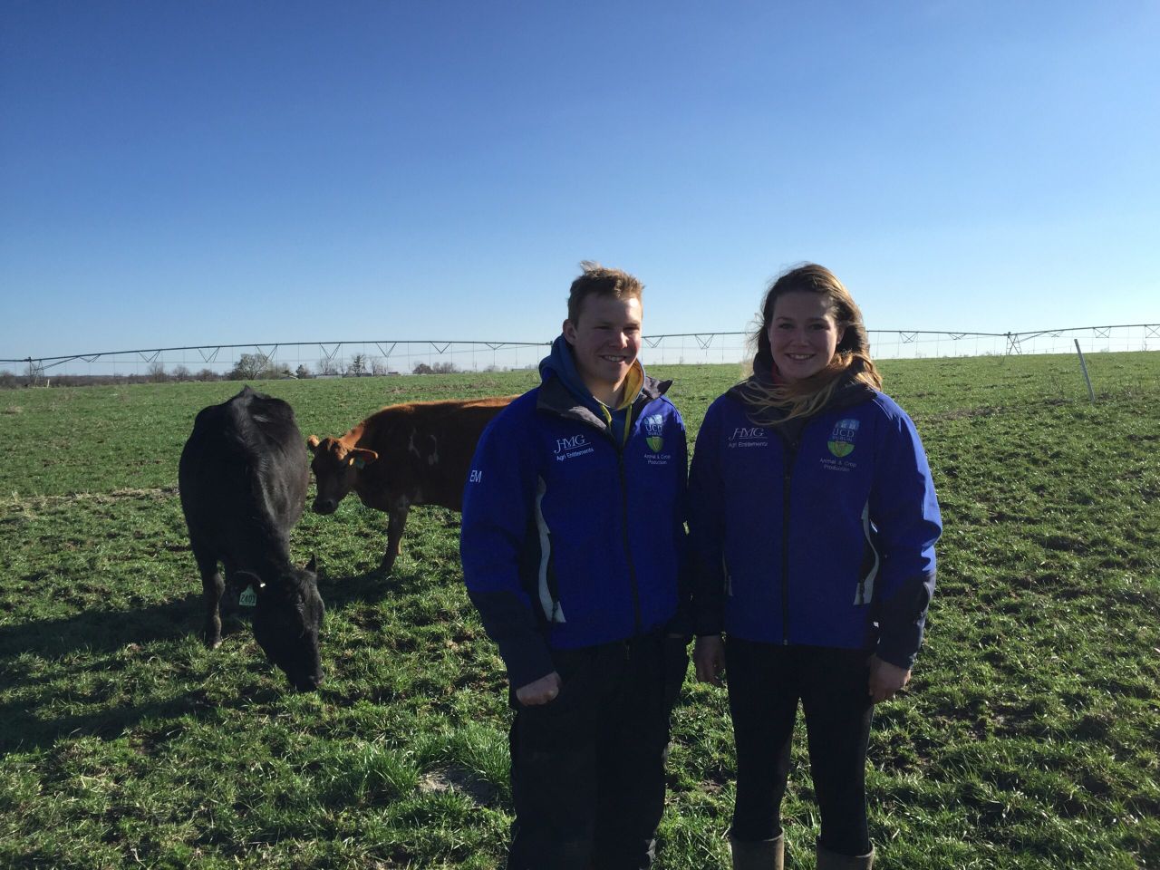 UCD students calving 600 cows in temperatures of -16