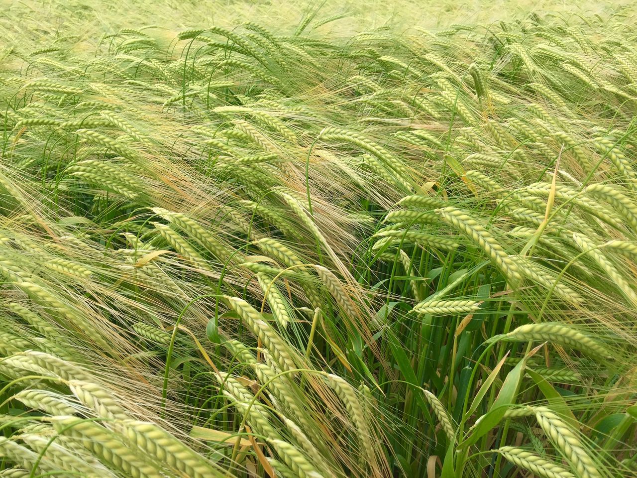 Crows feeding on your crops? Here's how to get rid of them