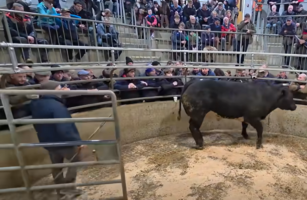 Carnew Mart show and sale: 50% of lighter bulls bought by exporters