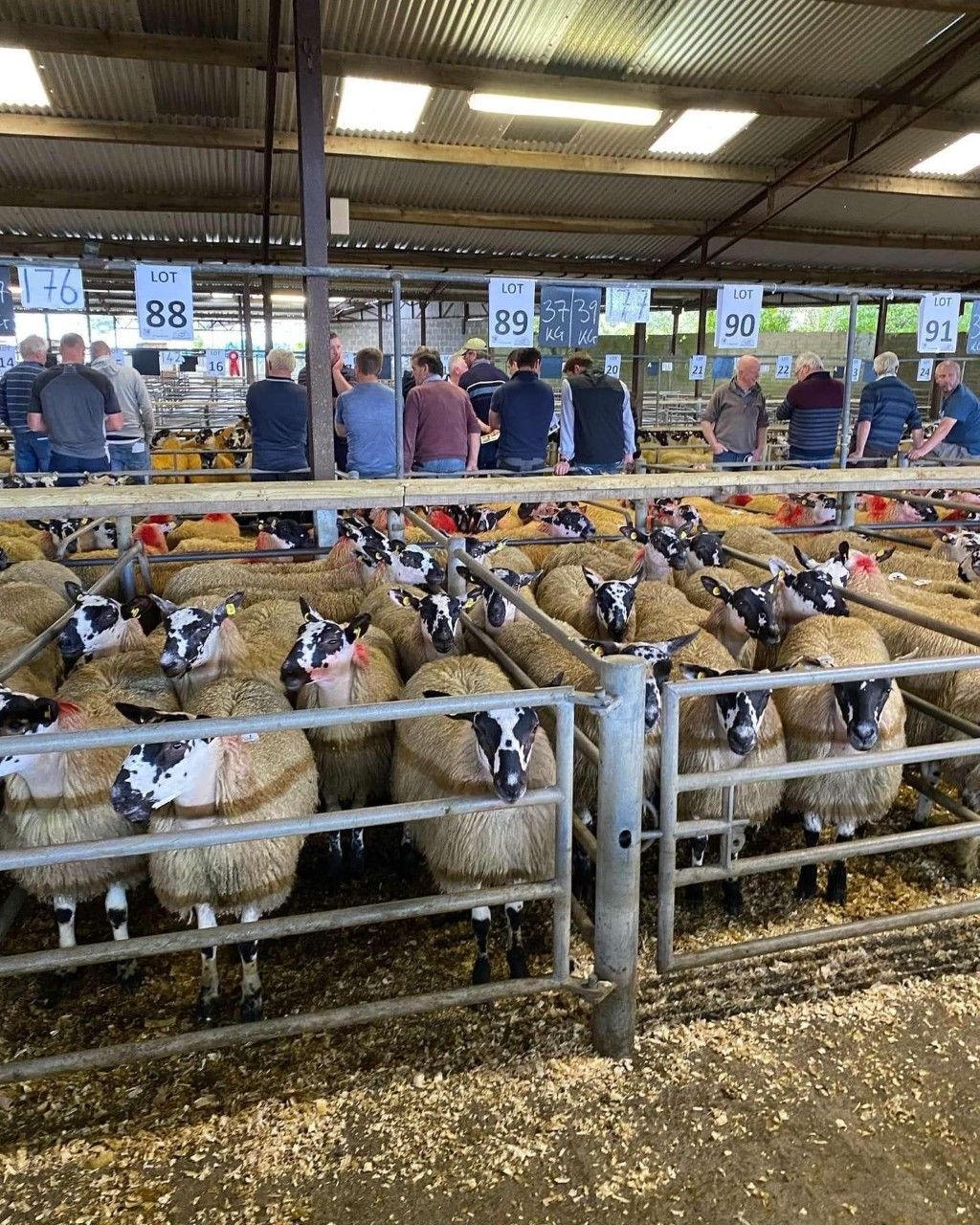Mule Lanark sale sees prices reach a high of €264/head