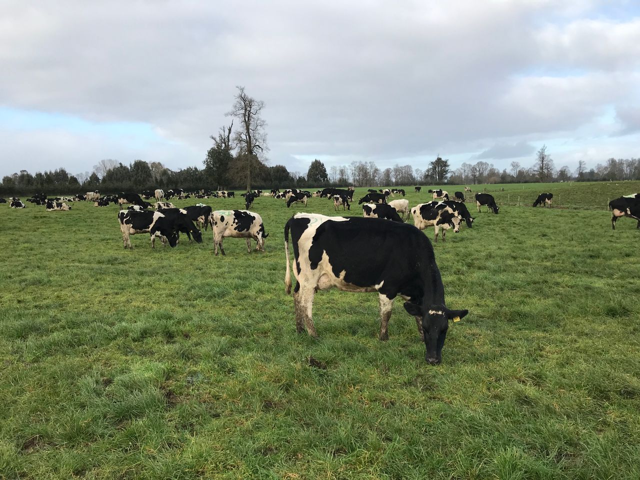 Getting cows out to grass this spring