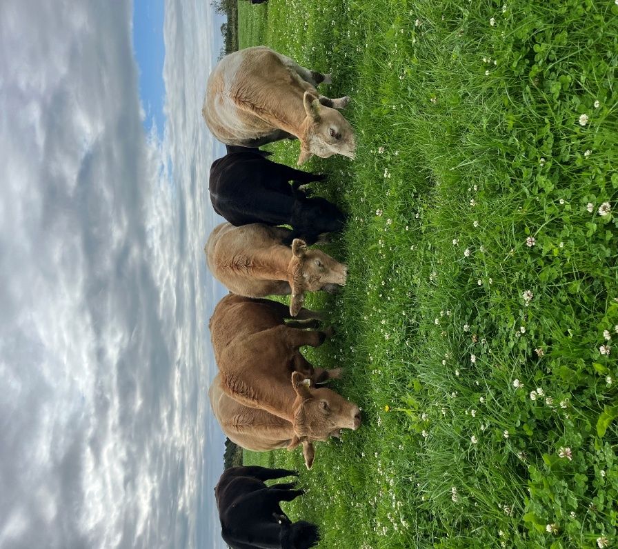 Teagasc Beef Kick Off