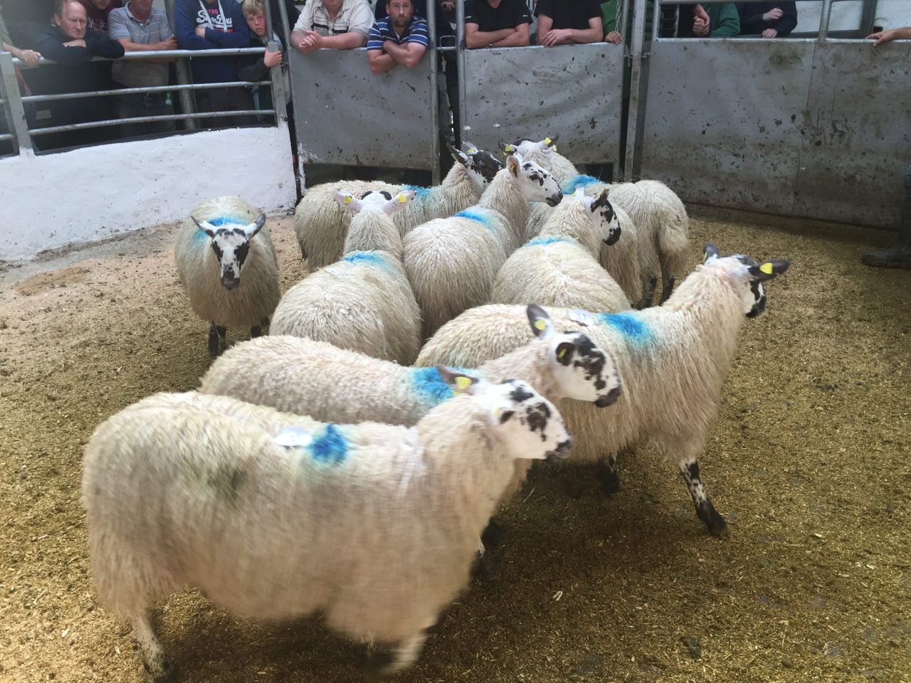 First signs of falling lamb prices as some quotes fall 5c/kg