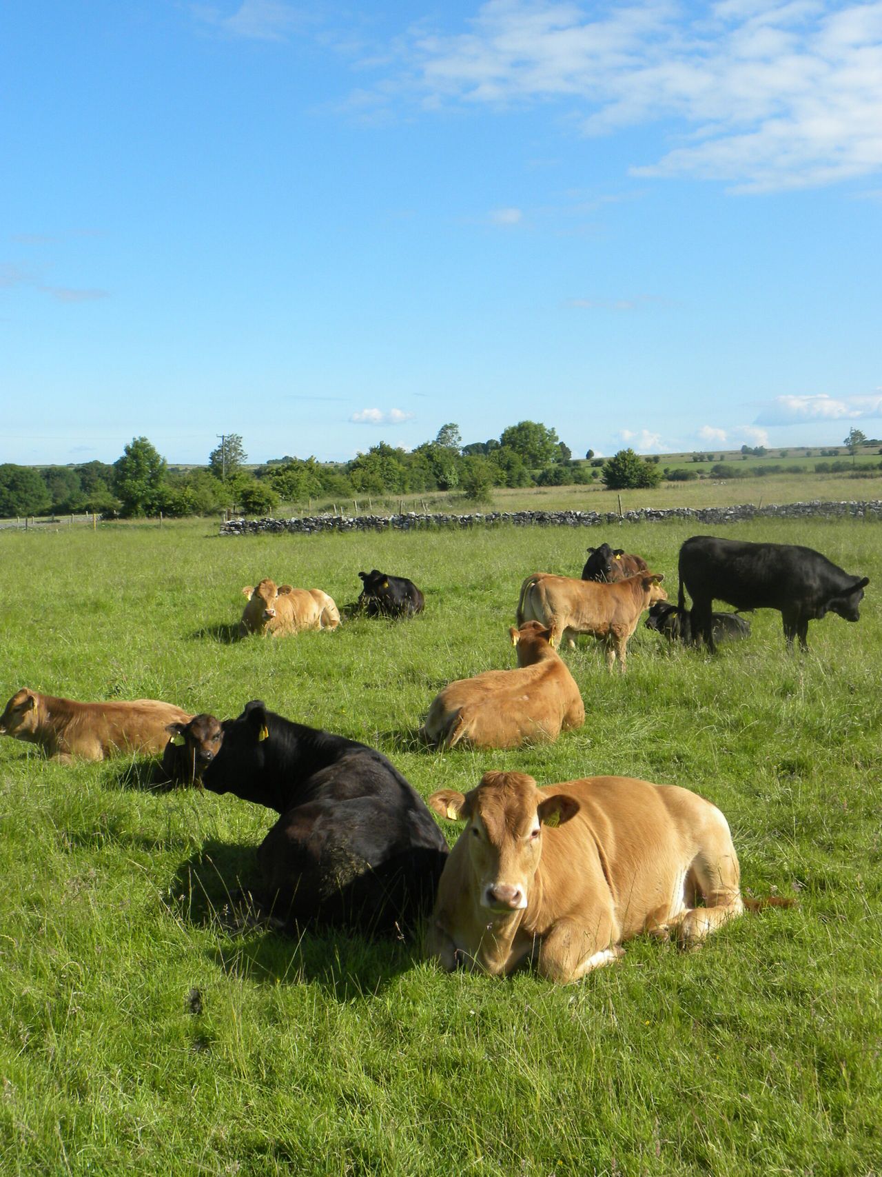 Beef farmers have no interest in partnerships, report shows