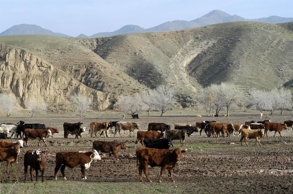 Australia's largest farm with 160,000 cattle to be sold for €256m