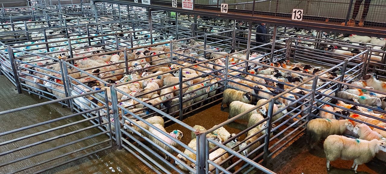 Heavy lambs fetching €140/head at Kenmare Mart