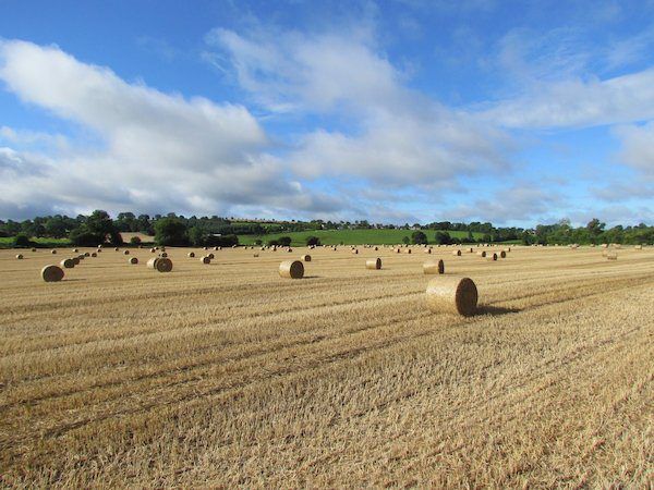 Straw price: Rain and poor yields...prices not settled