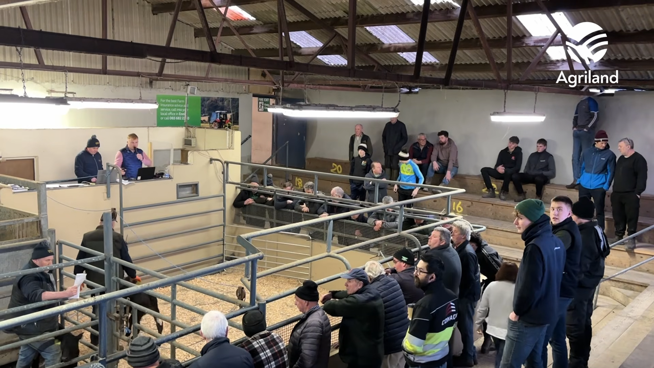 Confidence in Sixmilebridge mart despite pressure on beef prices