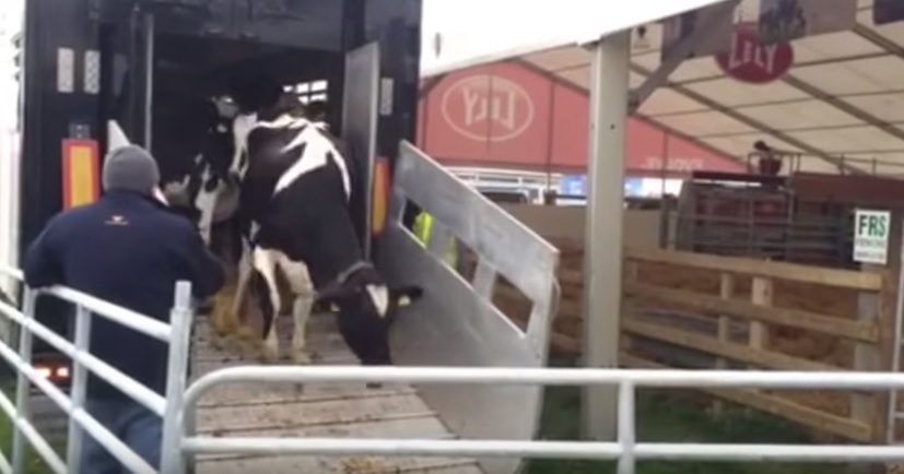 Video: Get a glimpse of behind the scenes at the Ploughing