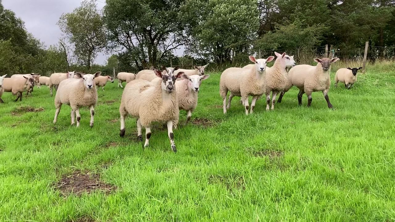 Developing effective grassland management systems for sheep
