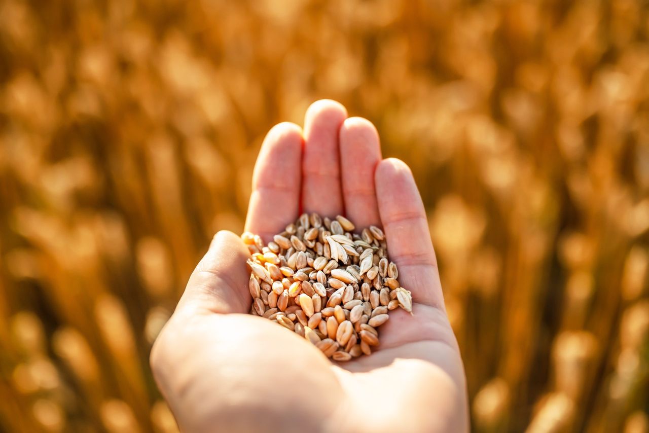 Tirlán confirms grain pricing for harvest 2026