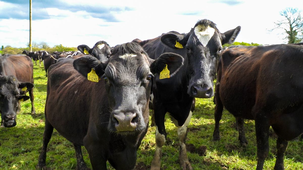 National herd increased by 1.5% in 2020