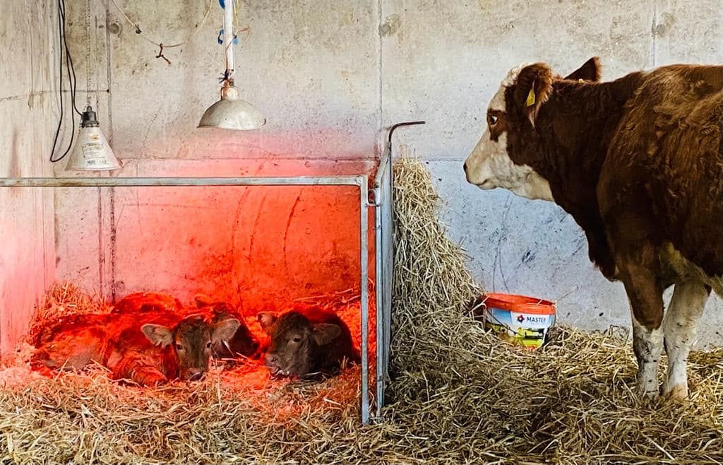 Triplet calves born in Mayo on Halloween are 'flying it'