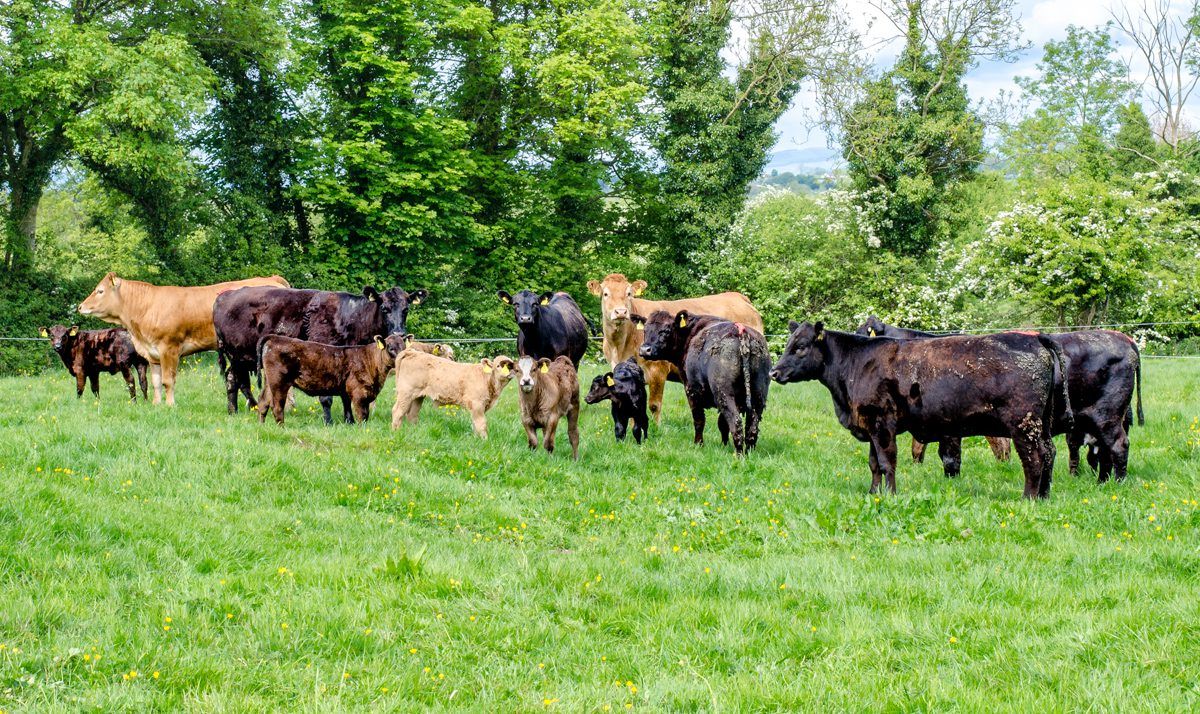 Organic Scheme: Calls for more inclusion of beef and lamb