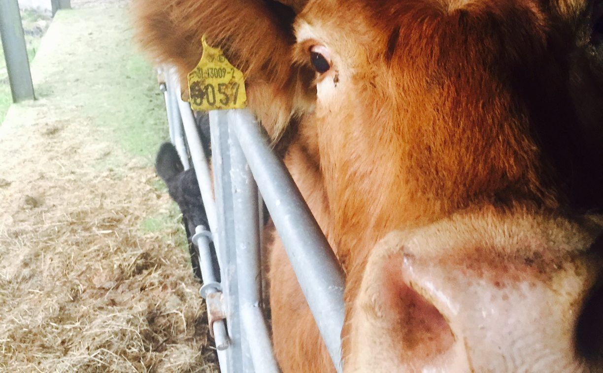 DAFM farm inspections: Is your tagging in order?