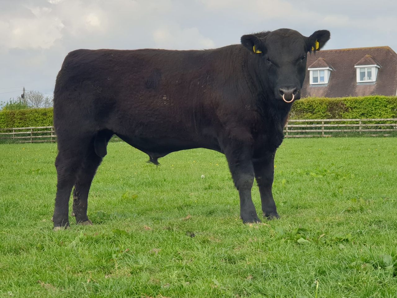 Lisduff Angus Herd 'viewing day' to take place under restrictions on Saturday