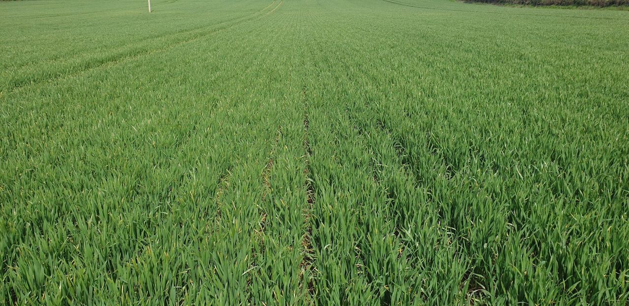 Grain price: Markets looking more positive