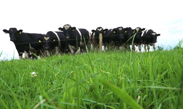 Green Acres: Reviewing breed kill-out performance in 2020