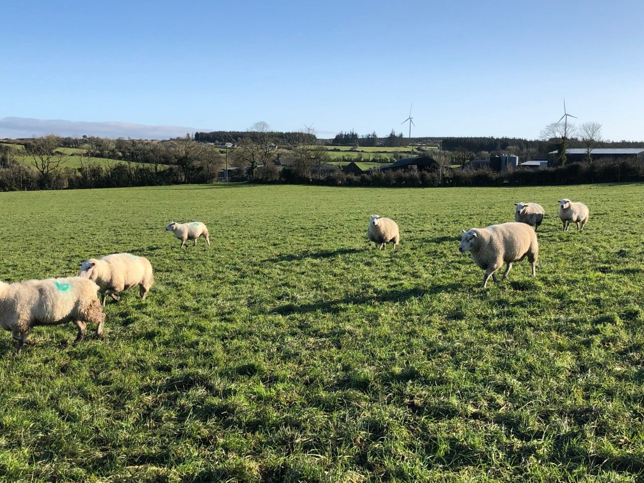 What are my options when it comes to empty ewes?