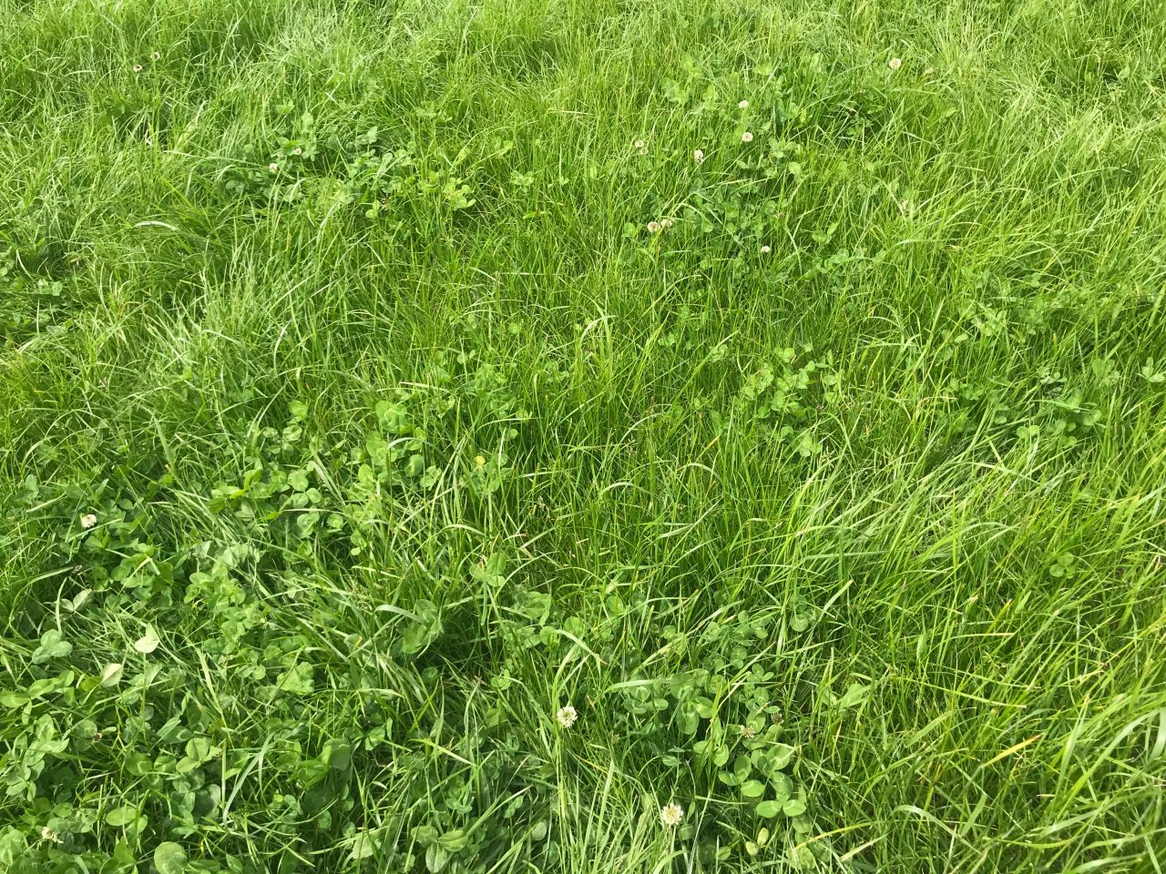 Strong grass growing conditions continue