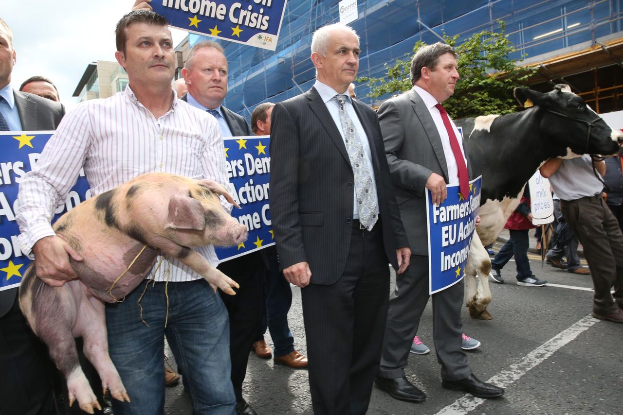 IFA Pigs Chairman under pressure to step aside