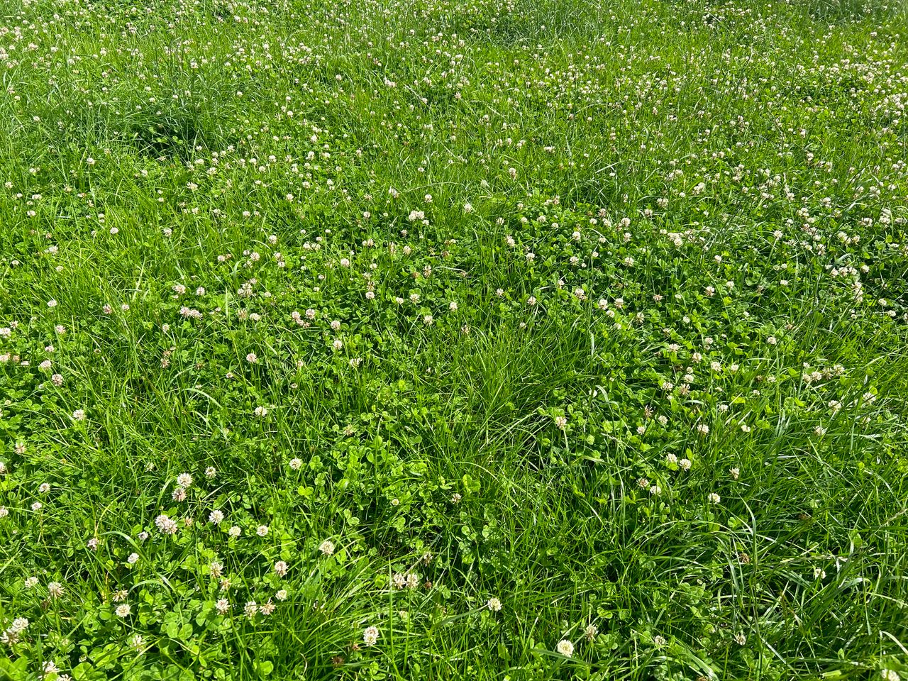 Grass growth: Rain welcomed by many