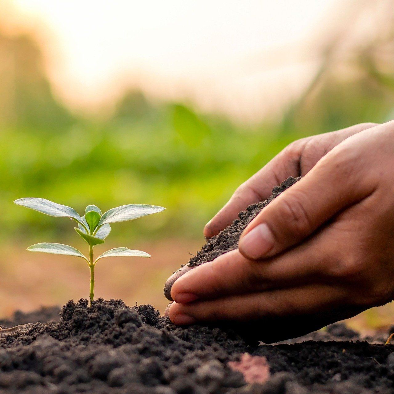 EU Parliament adopts new soil monitoring law with 'better support for farmers'