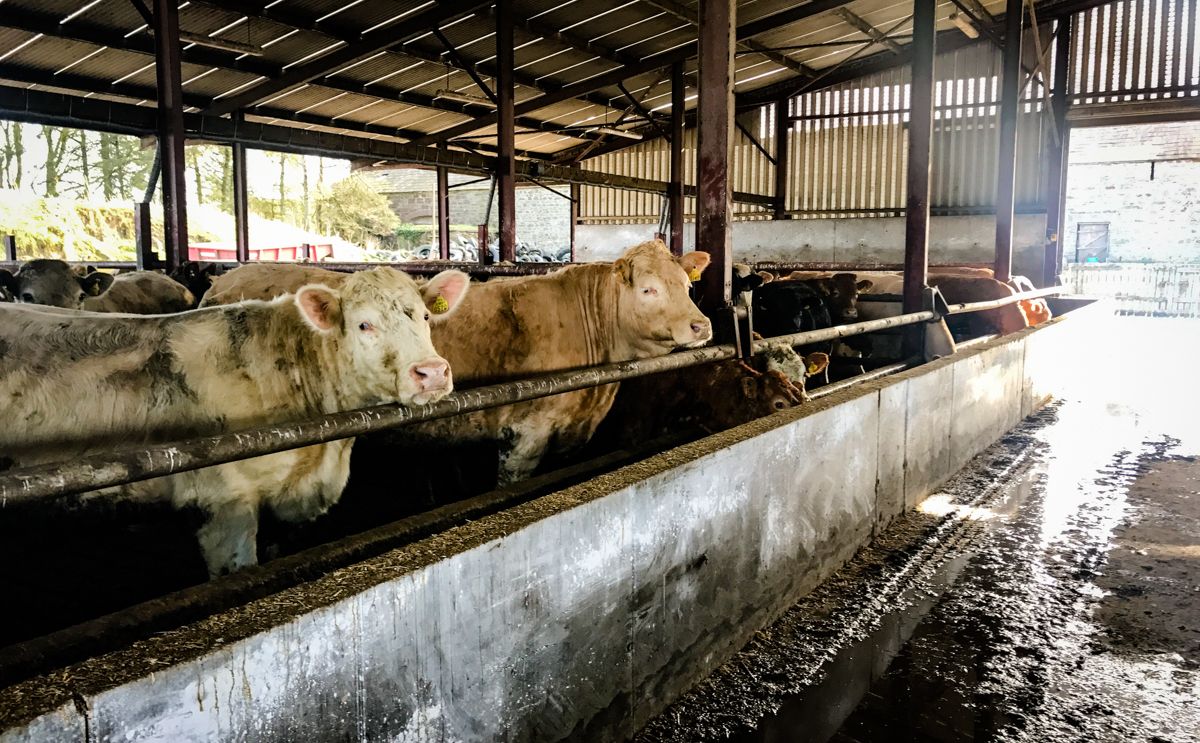 Beef kill dips below 30,000 head