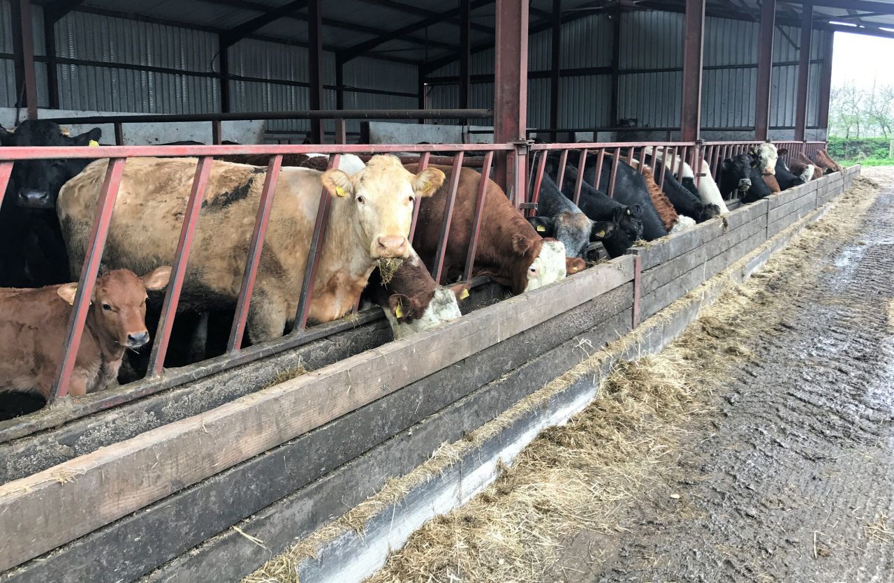 How was the reproductive performance of the suckler herd in 2018?