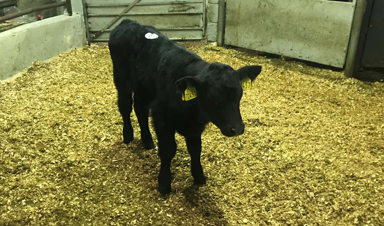 Improving your calves' saleability this spring