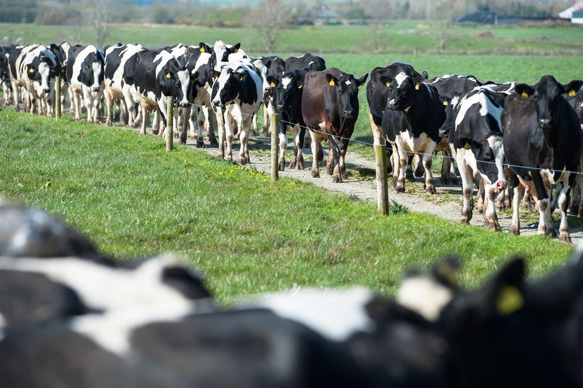 Milk collections decrease as need for fodder imports draws to a close