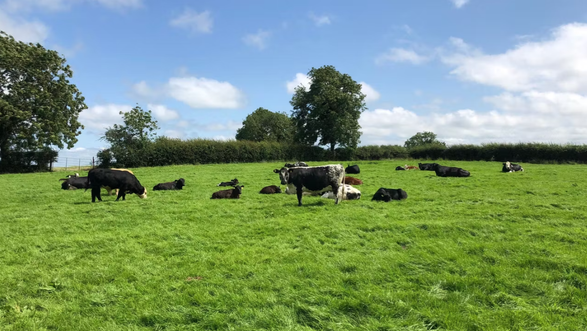 Comparing organic and conventional beef, suckler and dairy systems