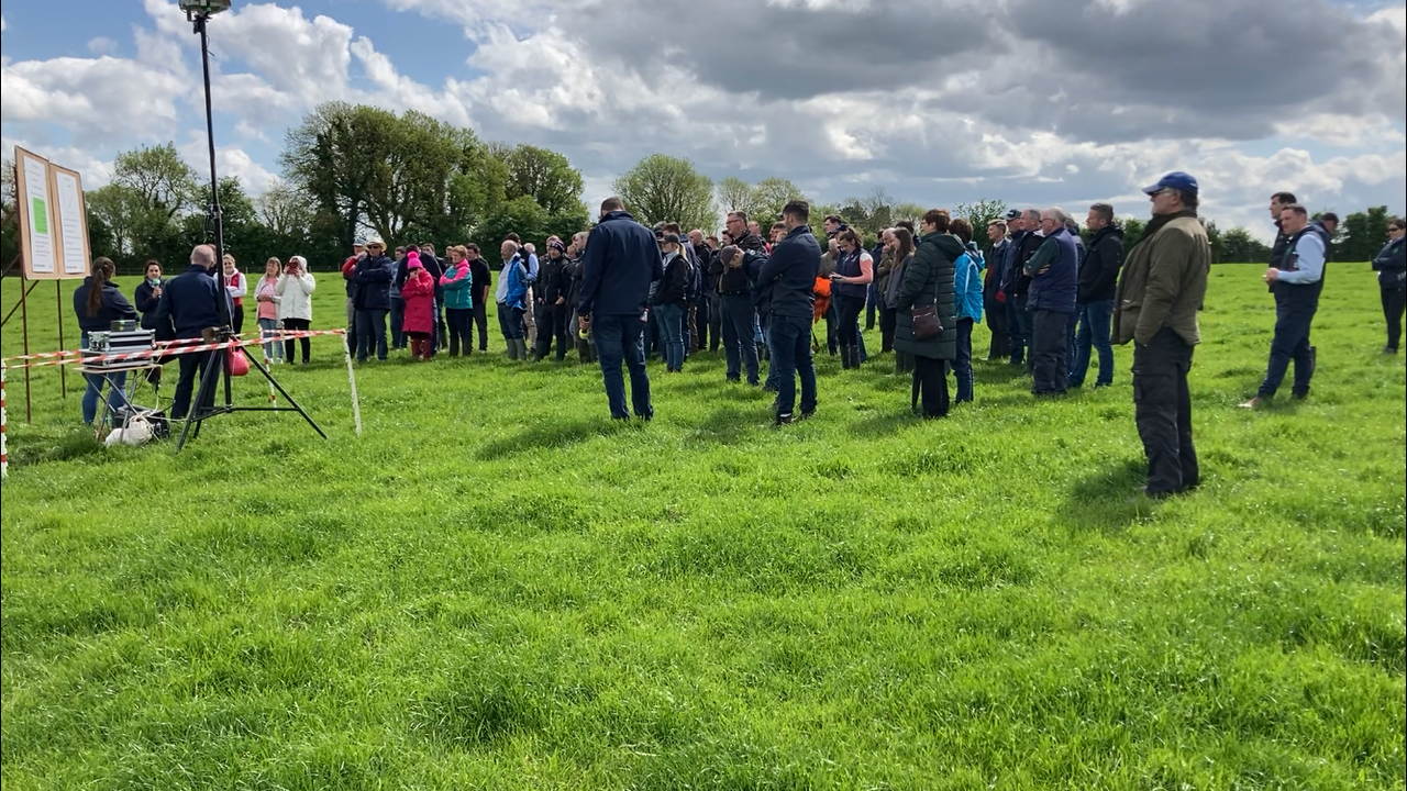 Roscommon farmers opt to contract-rear replacement ewe lambs