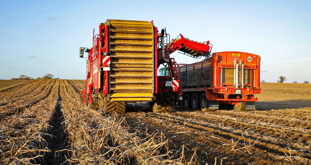 Potato yields declined in 2022 by 15 per cent