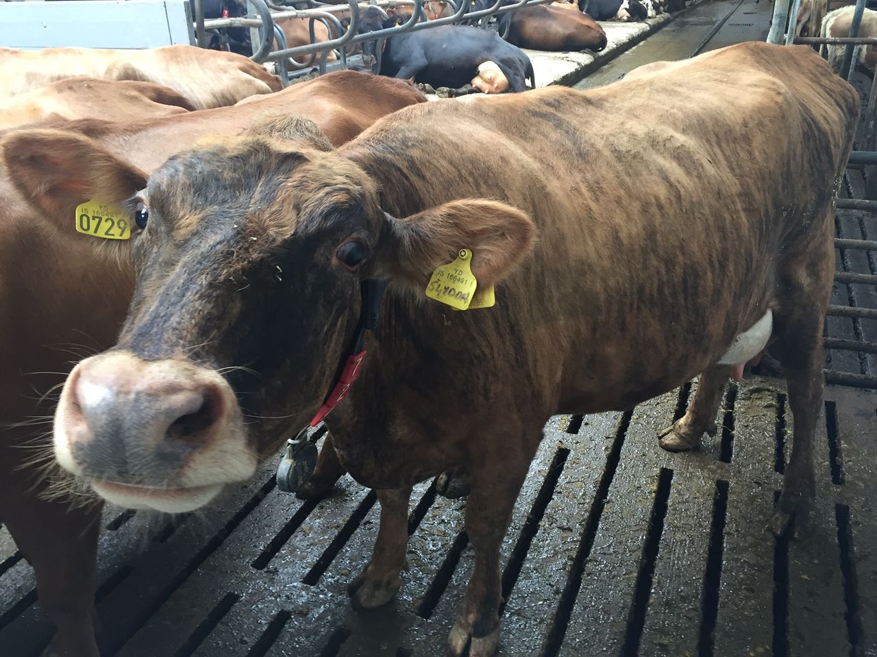 Five things the Irish dairy industry could learn from Iceland