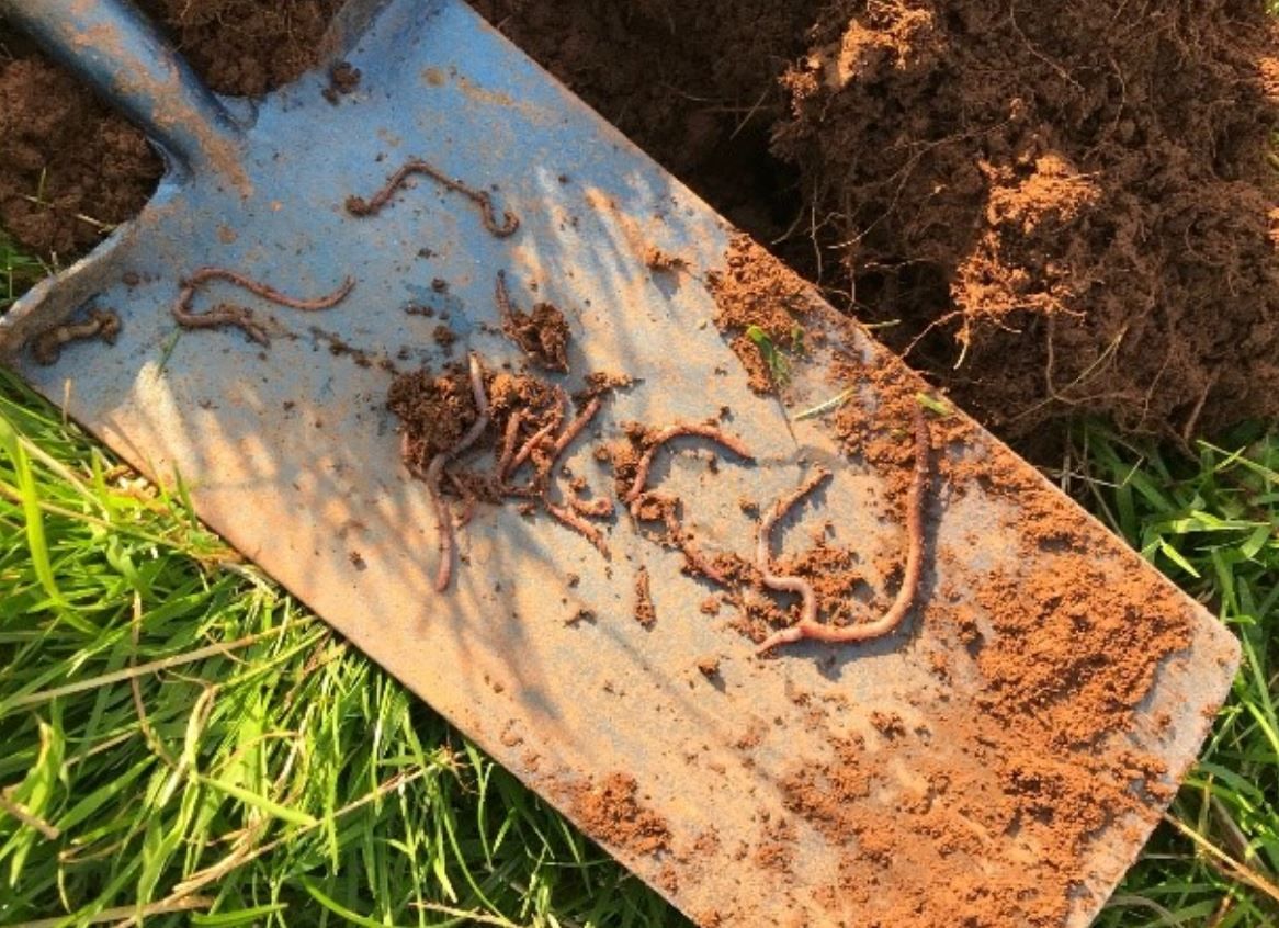 Soil health: 'The most valuable tool on your farm is your spade'