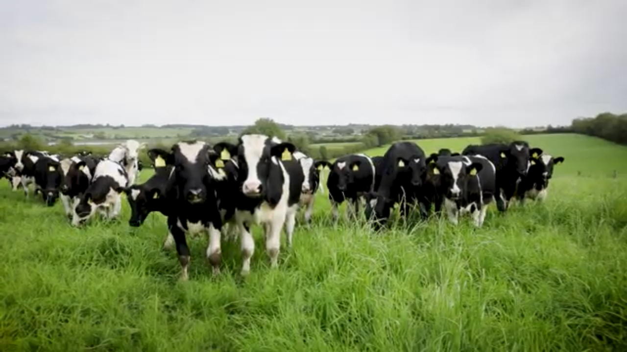 How much weight should your weanlings be putting on at grass?