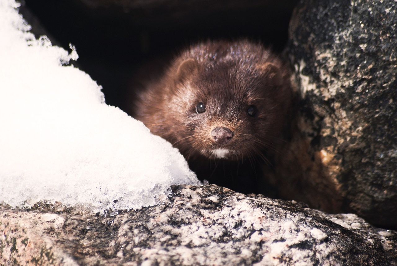 Minister signs order to close Ireland's fur farms