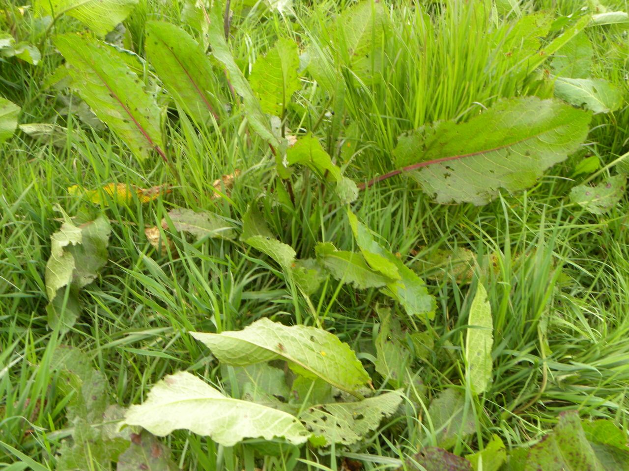 When is the best time to eliminate docks from grass leys?