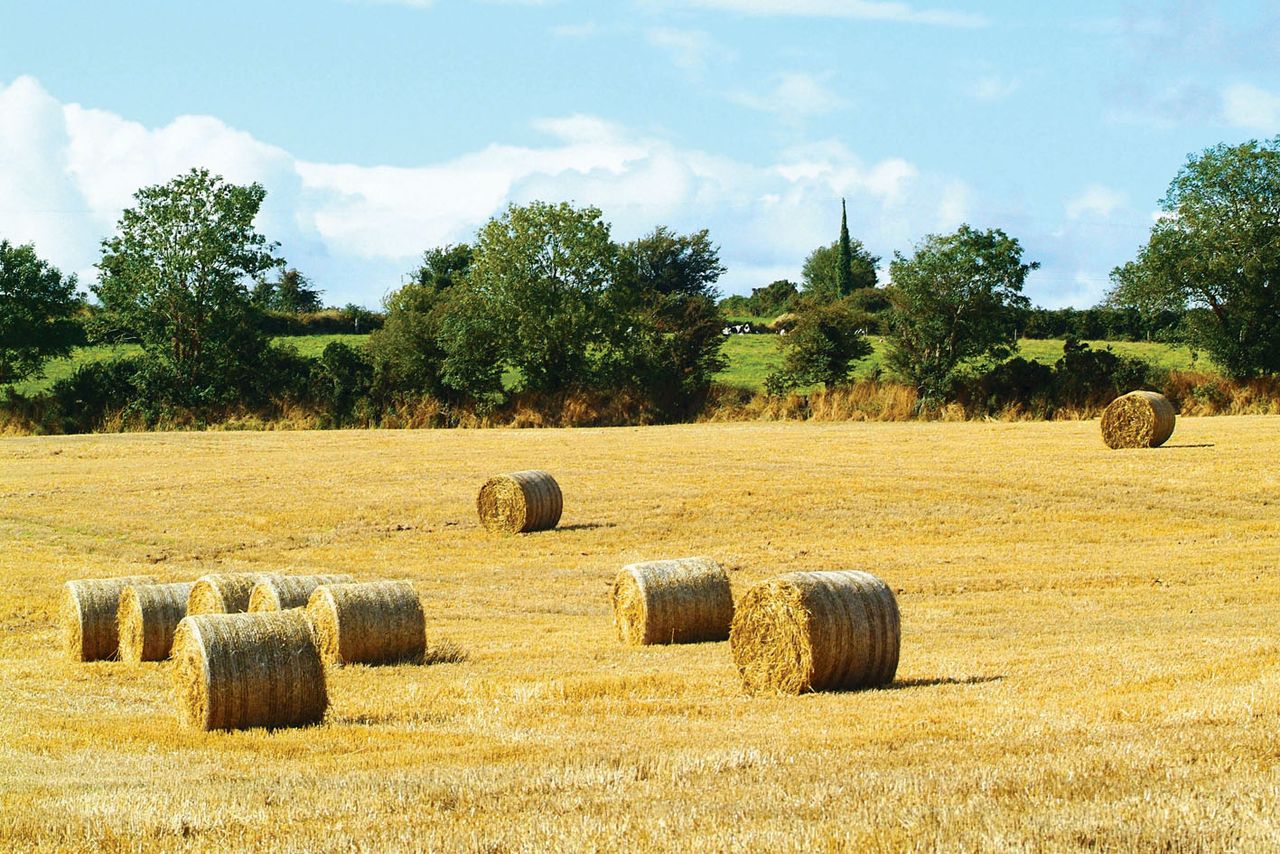 IFA welcomes fodder survey, calls on farmers to look at all options early on