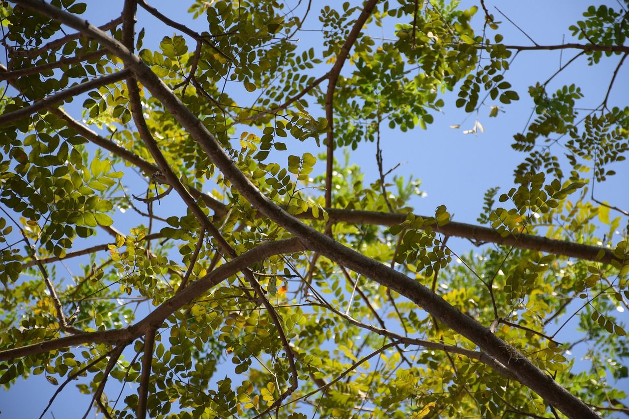 1,179 forestry licences issued in first 6 months of year